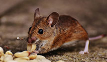 24 Hour & Emergency Exterminators in North Hadley, MA